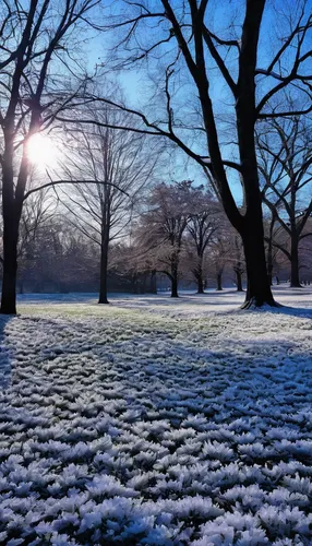  frozen   in a park in spring,ground frost,sefton park,snow crocus,hoarfrost,druid hill park,snow trees,cold cherry blossoms,snow landscape,the first frost,treemsnow,snow fields,winter morning,snowy l