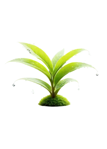 spring leaf background,resprout,aquatic plant,growth icon,leaf background,green plant,green wallpaper,water lily leaf,nature background,green leaf,hostplant,water plants,wakefern,cyperus,aloe vera leaf,photosynthetic,aquatic plants,photosynthesis,fern leaf,seedling,Conceptual Art,Fantasy,Fantasy 28