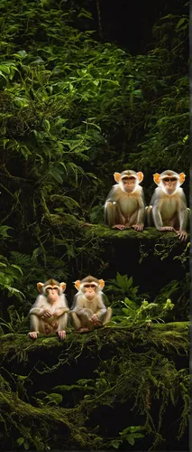 Imagine a sci-fi adventure where three wise monkeys from another planet visit Earth to learn about human civilization. Explore their humorous misunderstandings and profound discoveries.,tree frogs,fro