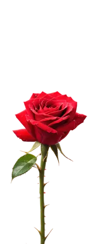 rose png,flowers png,red rose,red rose in rain,arrow rose,bicolored rose,dried rose,red carnation,red flower,rosa,regnvåt rose,romantic rose,lady banks' rose ,lady banks' rose,carnation of india,valentine flower,rose flower,ground rose,petal of a rose,rose,Illustration,Retro,Retro 18