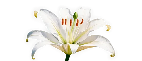 Delicate petals, white lily, solo, center-focused, soft natural light, 3/4 composition, shallow depth of field, warm color tone, cinematic lighting, intricate details, realistic texture, gentle curvat