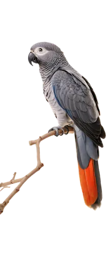 African Grey Parrot, exotic bird, grey feathers, black beak, bright eyes, perched on branch, spread wings, soft plumage, morning light, shallow depth of field, warm color tone, cinematic lighting, clo