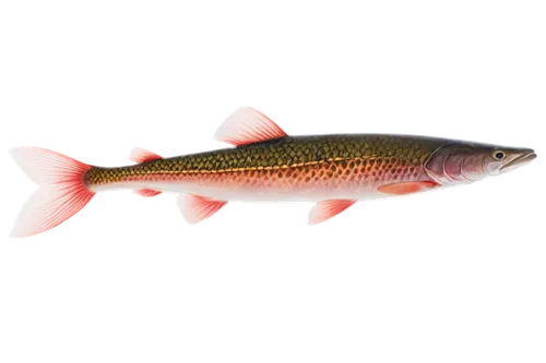 fjord trout,oncorhynchus,coastal cutthroat trout,cutthroat trout,rainbow trout,arctic char,tobaccofish,freshwater fish,trout breeding,gar,northern pike,cichla,trout,redfish,diamond tetra,common carp,pickerel,wrasse,sockeye salmon,fairy wrasse,Conceptual Art,Sci-Fi,Sci-Fi 16