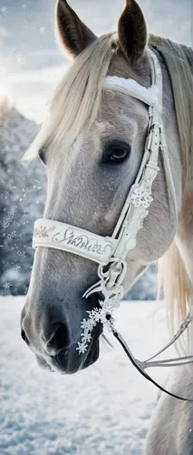 iceland horse,icelandic horse,haflinger,warm-blooded mare,horse harness,bridle,equine,a white horse,albino horse,draft horse,horse tack,christmas horse,white horse,sleigh ride,iceland foal,buckskin,portrait animal horse,equines,quarterhorse,horse,Illustration,Vector,Vector 21