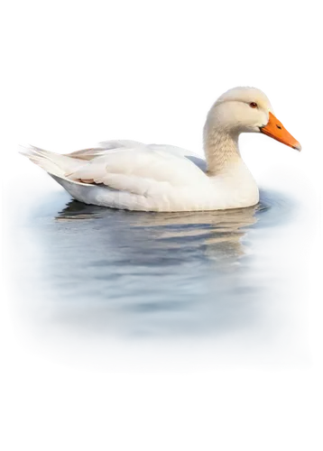 duck on the water,cayuga duck,ornamental duck,brahminy duck,seaduck,water fowl,rockerduck,gullfaks,water bird,duck,snow goose,seiders,swanning,lameduck,gooseander,larus,waterfowl,aquatic bird,swan on the lake,quackwatch,Art,Classical Oil Painting,Classical Oil Painting 20