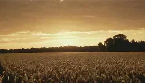 wheat field,wheat fields,grain field,wheat crops,barley field,grain field panorama,cornfield,cultivated field,corn field,field of cereals,strand of wheat,stubble field,straw field,strands of wheat,fields,rye field,wheat grasses,rural landscape,helios44,cropland,Photography,Black and white photography,Black and White Photography 15