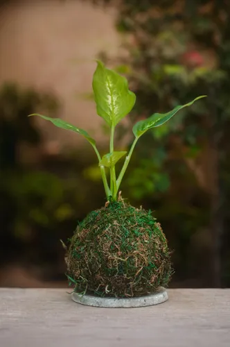 bulbous plant,garden cress,potted plant,garden pot,green plant,plants bulbous,terrarium,non-vascular land plant,small plant,sprouting rock carnation,alfalfa sprouts,plant and roots,dark green plant,yellow ball plant,androsace rattling pot,indoor plant,plant pot,container plant,sweet grass plant,pot plant