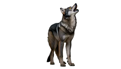 czechoslovakian wolfdog,sighthound,pharaoh hound,saluki,polish greyhound,kunming wolfdog,italian greyhound,lurcher,guanaco,manchester terrier,silken windhound,galgo español,german pinscher,saarloos wolfdog,whippet,canis lupus tundrarum,doberman,canis lupus,dobermannt,mudhol hound,Illustration,American Style,American Style 03