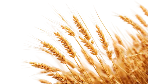 wheat ear,wheat grain,wheat crops,strand of wheat,strands of wheat,wheat grasses,triticum,durum wheat,wheat ears,wheatstraw,triticum durum,seed wheat,spikelets,triticale,wheat,wheat fields,wheat field,cereal grain,grains,foxtail barley,Illustration,Japanese style,Japanese Style 11