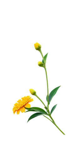 flowers png,flower broom,yellow ball plant,golden candle plant,small sun flower,trumpet flower,flower illustration,yellow nutsedge,yellow avalanche lily,safflower,xerochrysum bracteatumm,single flower,yellow flower,yellow pepper,pineapple lily,student flower,bicolored flower,theaceae,bird flower,gold bud flower,Conceptual Art,Oil color,Oil Color 17