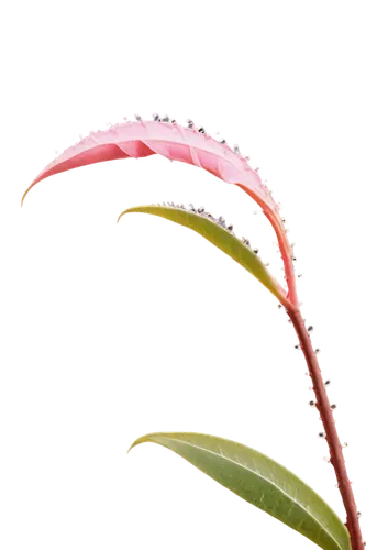 High-resolution, macro shot, solo, beautiful detailed petals, soft pink color, gentle curves, thorny stem, leaves with dew drops, morning sunlight, 3/4 composition, shallow depth of field, warm color 