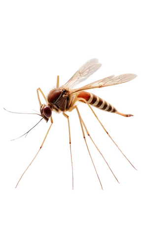 dolichopodidae,drosophila,drosophila melanogaster,chelydridae,geophaps plumifera,aedes albopictus,malaria,elapidae,cosmeatria,syrphid fly,mosquitoe,dengue,membrane-winged insect,cornavirus,artificial fly,psittacidae,halictidae,ocypodidae,oecanthidae,mosquito,Conceptual Art,Sci-Fi,Sci-Fi 19