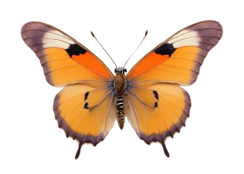 butterfly vector,butterfly clip art,euphydryas,orange butterfly,coenonympha tullia,viceroy (butterfly),hesperia (butterfly),coenonympha,vanessa (butterfly),butterfly background,dryas julia,scotch argus,butterfly isolated,gatekeeper (butterfly),butterfly moth,lycaena phlaeas,polygonia,melitaea,lycaena,lepidoptera,Art,Classical Oil Painting,Classical Oil Painting 40