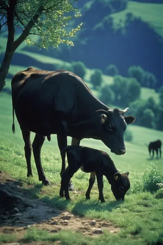 Mother's nourishment: a nursing calf in a tranquil landscape,cow with calf,allgäu brown cattle,mountain cow,oxen,galloway cattle,mother cow,domestic cattle,alpine cow,holstein cattle,aurochs,livestock