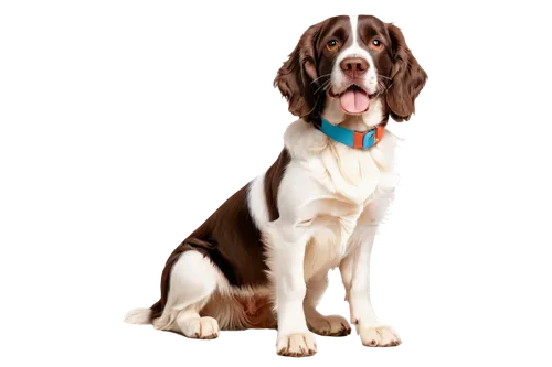 german longhaired pointer,spaniel,short proboscis springer ear,cocker spaniel,cavalier king charles spaniel,dubernard,hessel,springers,basset,venkman,spaniels,bassetts,cavalier,dog illustration,lumen,st bernard,gundog,transparent background,barclay,schäfer dog,Illustration,Vector,Vector 06