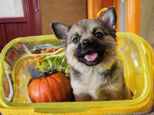 Sealing the show: This cheeky pup shows that animals are even prepared to photobomb each other¿s pictures,grocery basket,vegetable basket,vegetable crate,norwegian elkhound,pineapple basket,peaches in