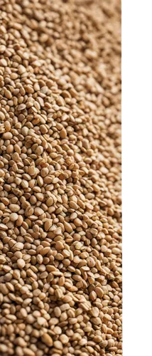 amaranth grain,grains,cereal grain,fregula,wheat grain,seed wheat,khorasan wheat,einkorn wheat,durum wheat,grain,strand of wheat,multigrain,triticum durum,sprouted wheat,dinkel wheat,coffee grains,flax seed,psyllium seed husks,sorghum,foxtail barley,Art,Classical Oil Painting,Classical Oil Painting 08