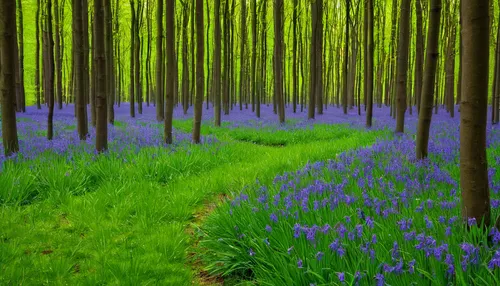 bluebells,beautiful bluebells,germany forest,fairytale forest,fairy forest,green forest,bluebell,forest of dreams,forest glade,row of trees,purple landscape,forest floor,tree grove,holy forest,enchanted forest,forest landscape,fir forest,forest path,mixed forest,aaa,Art,Artistic Painting,Artistic Painting 05