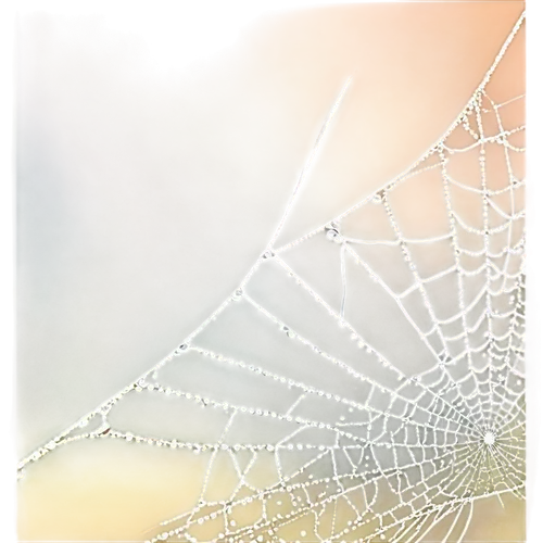 morning dew in the cobweb,cobweb,spider's web,cobwebs,spiderweb,web,spider silk,spider web,tangle-web spider,mood cobwebs,argiope,spider net,webs,widow spider,web element,harvestmen,frosted glass pane,araneus,morning dew,spider network,Conceptual Art,Daily,Daily 15