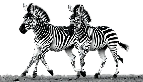 zebre,zebra,plains zebra,diamond zebra,zebra pattern,burchell's zebra,zebraspinne,grevy,quagga,tridents,zonkey,gazella,zebra fur,sauros,zebra rosa,unicos,etosha,horgos,rankin,momix,Conceptual Art,Sci-Fi,Sci-Fi 28