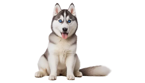 siberian husky,malamute,husky,aleu,malamutes,huskic,husked,huskey,husker,atka,huskie,wolstein,elkhound,balto,kishu,wolfdog,huskies,canidae,alaskan malamute,wellard,Illustration,American Style,American Style 12