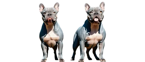 American Blue Bullies, muscular dog, male, standing, broad chest, strong legs, short coat, blue-gray fur, wrinkled face, cropped ears, black nose, tongue out, playful expression, morning sunlight, sha