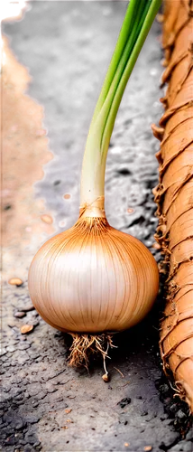 persian onion,bulgarian onion,onion bulbs,garlic bulb,cultivated garlic,welsh onion,elephant garlic,chinese garlic,bulbous plant,shallot,still life with onions,garlic,monocotyledon,onion,garlic bulbs,garden snail,plants bulbous,ornamental onion,hardneck garlic,acorn,Conceptual Art,Graffiti Art,Graffiti Art 07