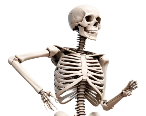 skeletal,skelemani,vintage skeleton,skeleltt,human skeleton,calcium,skeleton,boneparth,doot,skelid,skelly,spookily,skeletal structure,bone,osteoporosis,osteoporotic,spookiest,skelley,skeletons,spooking,Photography,General,Sci-Fi