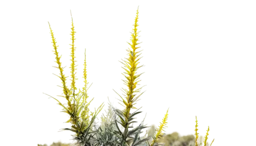 spikelets,solidago,citronella,menziesii,cytisus,garbarnia,golden candle plant,lomandra,sweet grass plant,camelina,juncea,lycopodium,lutea,flowers png,elymus,rabbitbrush,feather bristle grass,goldenrod,eleocharis,halophyte,Art,Classical Oil Painting,Classical Oil Painting 30