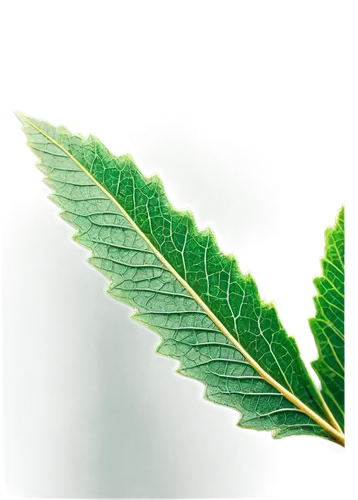 leaf background,fern leaf,green leaf,mape leaf,tree leaf,tropical leaf,leaf fern,jungle leaf,mammoth leaf,grape leaf,mint leaf,leafed,nettle leaves,trumpet leaf,fan leaf,spring leaf background,leaf drawing,leaf green,beech leaf,raspberry leaf,Art,Classical Oil Painting,Classical Oil Painting 20