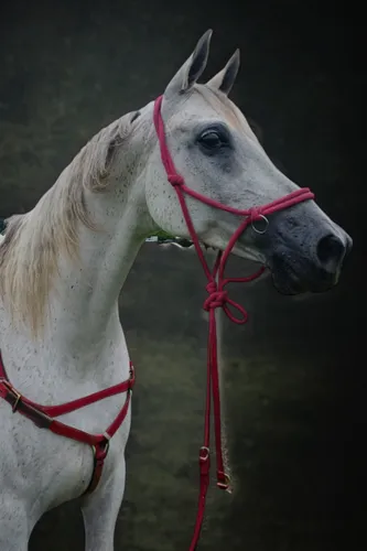 albino horse,a white horse,haflinger,arabian horse,andalusians,quarterhorse,portrait animal horse,horse harness,bridle,gelding,appaloosa,white horse,belgian horse,warm-blooded mare,palomino,arabian horses,przewalski's horse,kutsch horse,konik,endurance riding