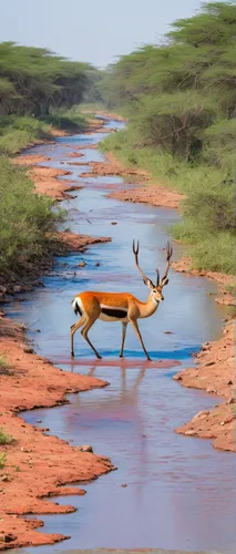 Red lechwe crossing a stream in the Jao Concession,kudu,samburu,thomson's gazelle,sudan,gemsbok,blackbuck,antelopes,impala,tsavo,gazelles,duiker island,kudu buck,low water crossing,hartebeest,spotted 