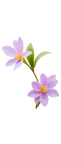 Delicate, vibrant purple petals, five-petaled flower, yellow center, soft focus, natural light, gentle dew drops, slender stem, green leaves, subtle gradient background, close-up shot, shallow depth o