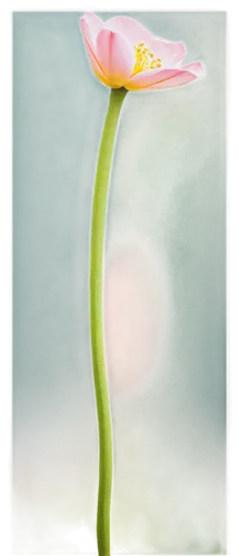 calla lily,pink tulip,water lily bud,narcissus pink charm,pistil,lily flower,flower bud,flower illustrative,tulip magnolia,stamen,anthurium,lotus ffflower,stargazer lily,sego lily,turkestan tulip,rain lily,flowers png,flower of water-lily,tulip,lotus png,Illustration,Black and White,Black and White 29