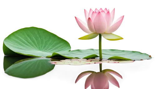 lotus on pond,lotus flowers,water lotus,water lily,blooming lotus,water lily flower,pink water lily,waterlily,flower of water-lily,pink water lilies,lotus flower,lotus blossom,lotuses,waterlilies,water lilies,water lilly,pond flower,lotus pond,lotus leaf,water lily leaf,Illustration,Black and White,Black and White 20