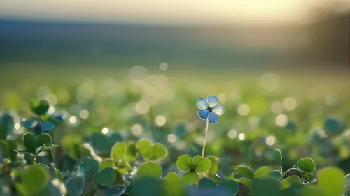 lily of the field,bluish white clover,lilly of the valley,blooming field,field of rapeseeds,windows wallpaper,field flowers,flower field,cornflower field,lily of the valley,flowers field,background bokeh,field of flowers,meadow plant,oilseed,flower in sunset,camelina,blooming grass,square bokeh,bluebonnets,Photography,General,Cinematic