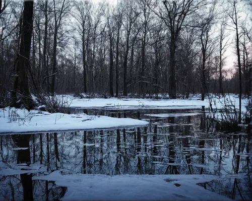 winter landscape,winter lake,frozen lake,winter forest,swampy landscape,floodplain,reeds wintry,winter morning,backwater,ice landscape,wetlands,pond,raven river,freshwater marsh,wintry,frozen water,winter dream,wetland,early winter,bayou,Photography,Artistic Photography,Artistic Photography 13