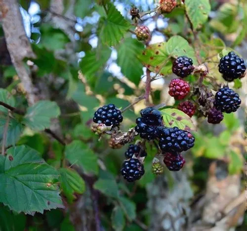 blackberries,black berries,wild berries,elder berries,black currants,mixed berries,brambles,blackcurrants,rubus,ripe berries,fresh berries,berries,berry fruit,goose berries,wild berry,native raspberry,ireland berries,many berries,fruit bush,wildberry