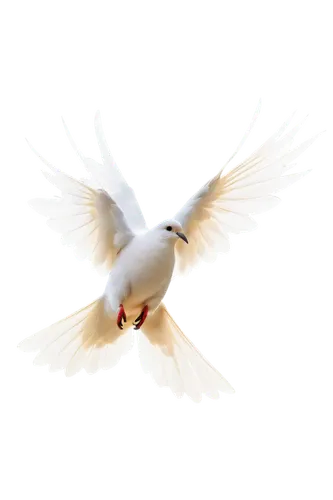 dove of peace,fairy tern,white dove,peace dove,doves of peace,holy spirit,tropicbird,flying tern,dove,tern bird,arctic tern,white bird,royal tern,white eagle,tern flying,tropicbirds,tern,black-winged kite,silver tern,pentecostalist,Conceptual Art,Daily,Daily 19