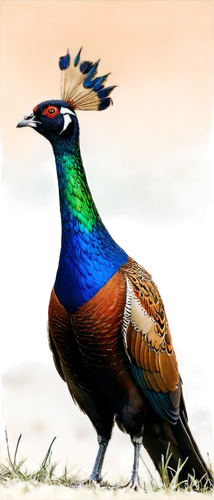 male pheasant, vibrant plumage, iridescent feathers, green head, red face, golden neck, blue chest, brown back, long tail, perched, standing, grassland, warm sunlight, shallow depth of field, soft foc