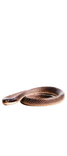 liophis,african house snake,elegans,vipera,lampropeltis,everglades rat snake,pointed snake,coachwhip,pseudophilautus,eucamptognathus,platyhelminthes,herpetopoma,rat snake,eleutherodactylus,lamprey,keelback,ellobiidae,chalcides,pantherophis,meropidae,Illustration,Black and White,Black and White 19