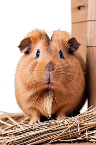 guinea pig,guineapig,cavia,guinea pigs,cavy,guinea,hamster,piggie,brush ear pig,cartoon pig,mini pig,hamler,gerbil,kawaii pig,hamsters,cute animal,hammy,hamble,pigmy,kune,Conceptual Art,Oil color,Oil Color 15