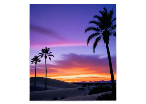 palm tree silhouette,coconut palms,palm silhouettes,maspalomas,landscape background,two palms,landscape photography,date palms,sunset beach,honolulu,royal palms,beach landscape,baja california sur,canary islands,palms,digital photo frame,acapulco,led-backlit lcd display,oahu,palm forest,Illustration,Vector,Vector 11