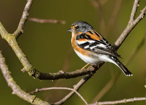 brambling,black headed grosbeak,fringilla coelebs,common chaffinch,chestnut-backed,blackburnian warbler,chestnut sided warbler,male finch,chaffinch,chaffinch young,grosbeak,swamp sparrow,pied triller,rufous,lesser redpoll,motacilla alba,passer domesticus,galliformes,song bird,redpoll,Art,Classical Oil Painting,Classical Oil Painting 16