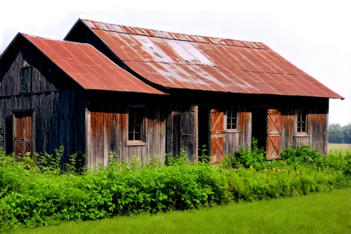 Old barn, rustic, wooden structure, weathered boards, rusty metal roof, vines crawling up walls, worn-out doors, aged windows, overgrown with weeds, morning fog, soft diffused light, panoramic view, c