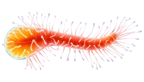 amphipoda,escherichia coli,krill,mitochondrion,microbe,pterois,copepod,strozzapreti,parasite,limicoles,mitochondria,alkolismus,cnidarian,larval,freshwater prawns,centipede,apatura,e-coli hazard,lamella,nudibranch,Conceptual Art,Daily,Daily 24