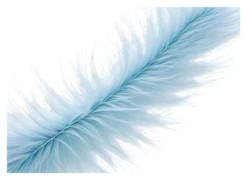 peacock feather,ostrich feather,swan feather,parrot feathers,white feather,bird feather,chicken feather,feather,pigeon feather,peacock feathers,feather headdress,feather jewelry,feathers,color feathers,hawk feather,feather boa,feather bristle grass,feathers bird,beak feathers,prince of wales feathers,Illustration,Black and White,Black and White 12