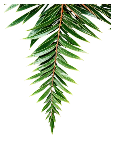 fir tree decorations,fir branch,fir-tree branches,fir needles,fir branches,fir tree,christmas tree pattern,fir green,evergreen trees,nordmann fir,spruce tree,norfolk island pine,fir trees,fir tree ball,kerschbaum,pine needle,pine tree branch,evergreens,coniferous,pine needles,Art,Classical Oil Painting,Classical Oil Painting 42