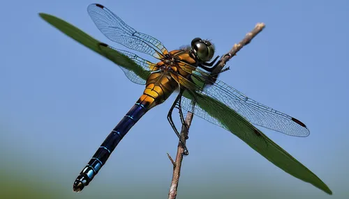 Dragonfly 4 Port Java Ebony,dragonflies and damseflies,dragon-fly,spring dragonfly,hawker dragonflies,dragonfly,trithemis annulata,gonepteryx cleopatra,dragonflies,aix galericulata,damselfly,dolichopo