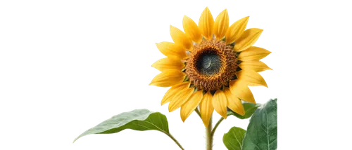 sunflower,sun flower,sunflower lace background,stored sunflower,sunflower paper,sun flowers,small sun flower,helianthus sunbelievable,helianthus,flowers sunflower,yellow gerbera,sunflower coloring,sunflowers,sunburst background,sunflower field,erdsonne flower,sunflowers in vase,yellow flower,calendula,calenduleae,Unique,3D,Panoramic